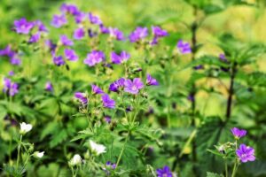 敏感肌のメンズにおすすめの足の臭い消臭パウダーは？